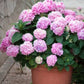 🔥Promotions de printemps- 49%🔥Hortensias artificiels en plein air💐