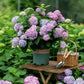 🔥Promotions de printemps- 49%🔥Hortensias artificiels en plein air💐