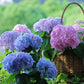 🔥Promotions de printemps- 49%🔥Hortensias artificiels en plein air💐