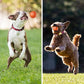 🎾 Balle automatique pour chien – 180 min de jeu, évite les obstacles, 2 modes, recharge USB-C