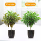 Solution nutritive universelle pour plantes | Racines fortes, sol sain, croissance améliorée